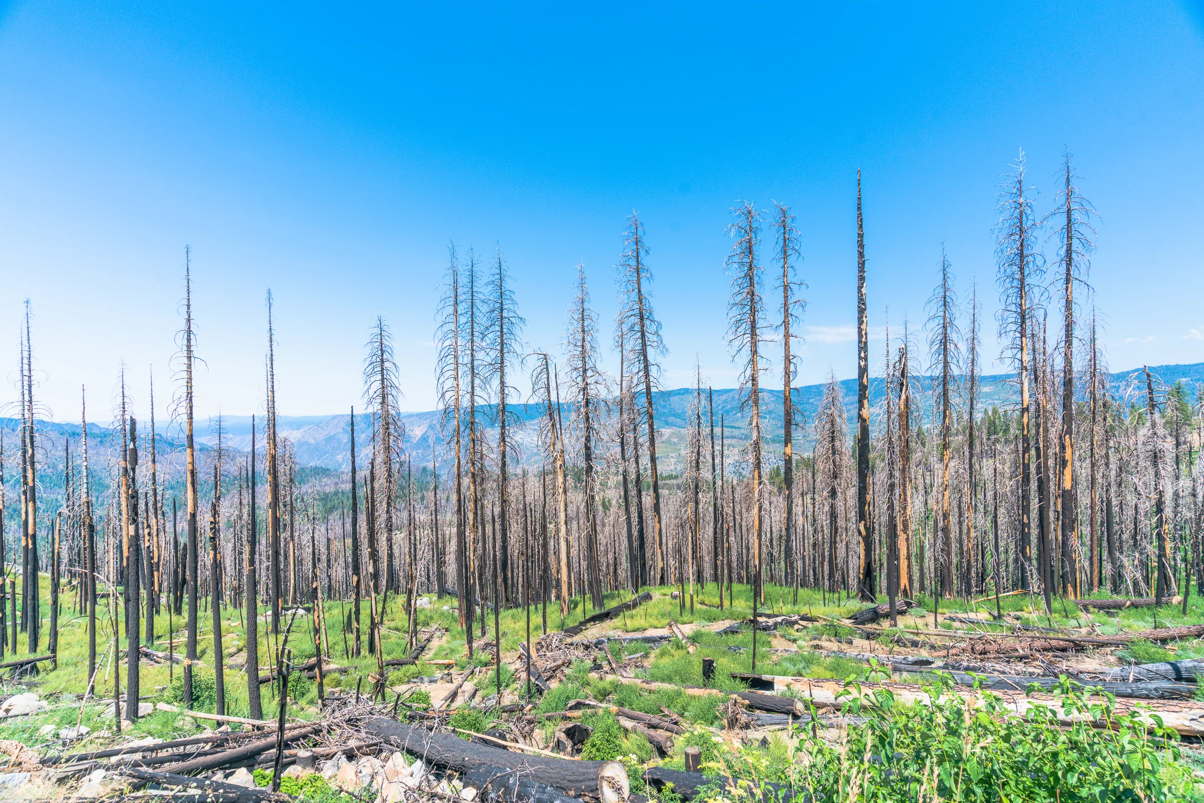 After the Fire, Yosemite